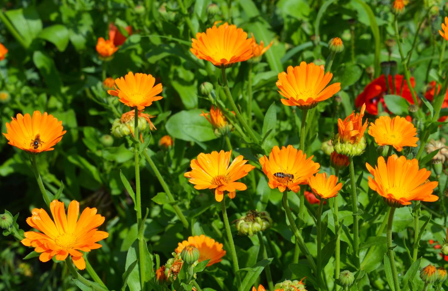 A field of blooming marigold flowers with visible green foliage
