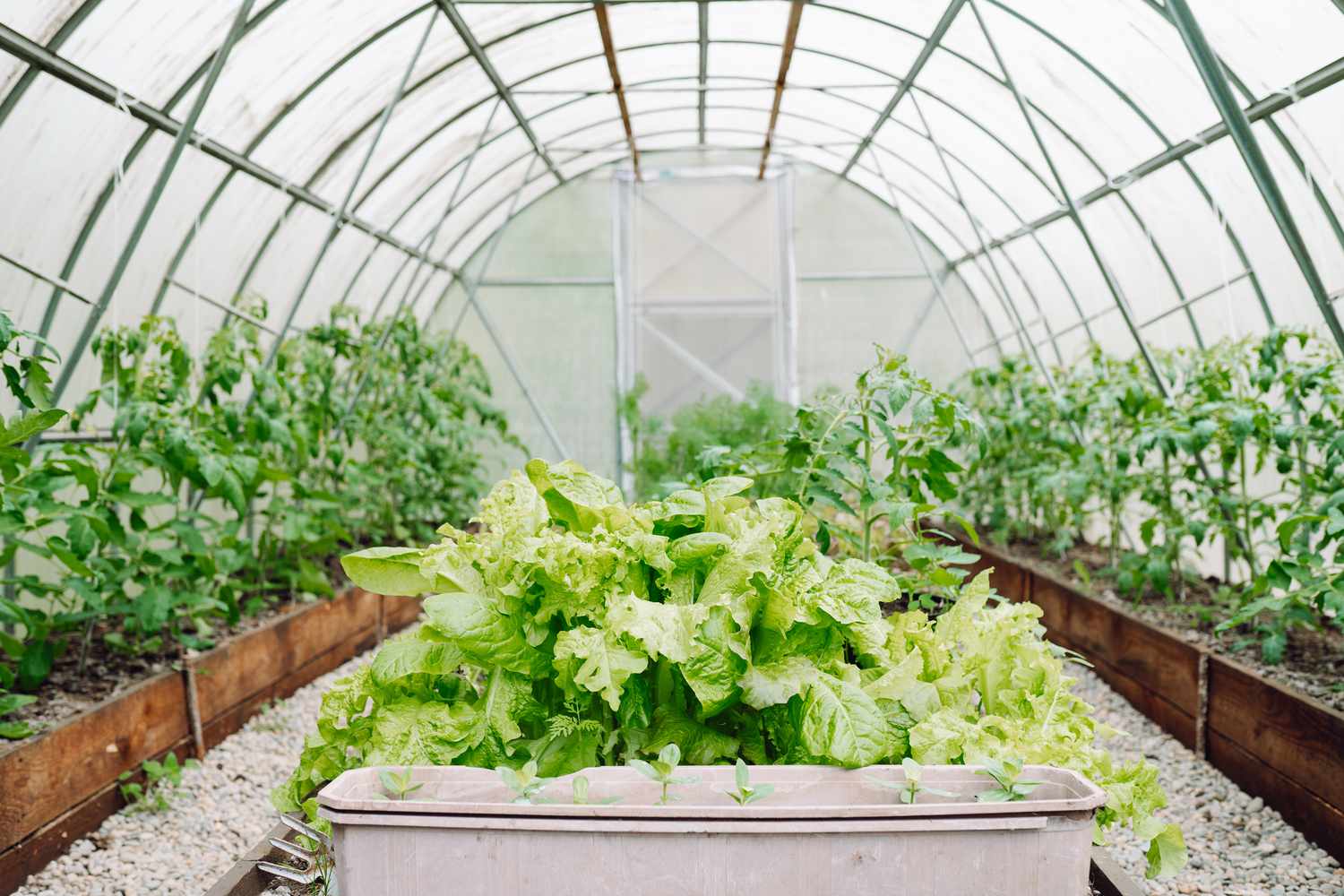 Lettuce in greenhouse