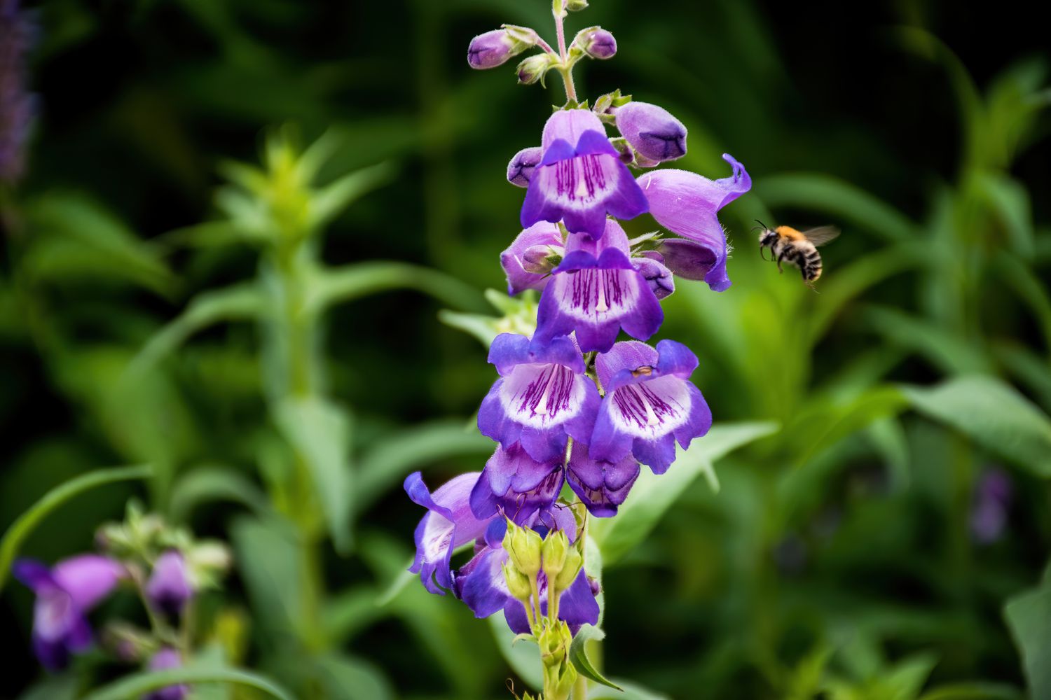 Close-up of a purple beardtongue - Penstemon - flower plant pollinated by a bee.