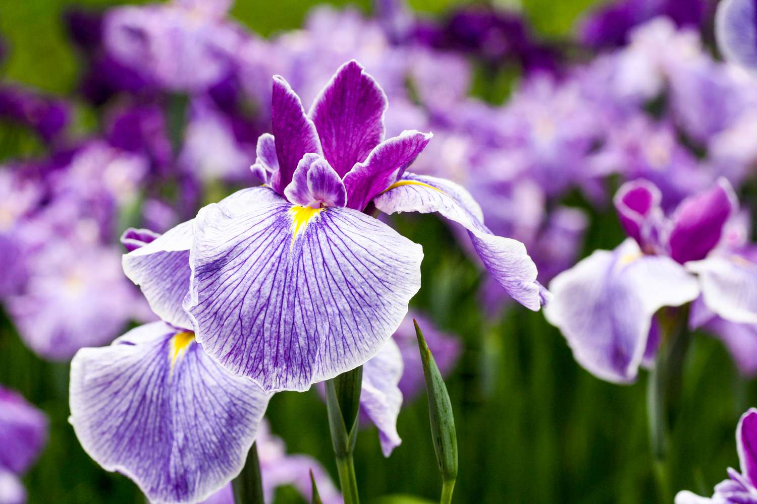 iris flowers