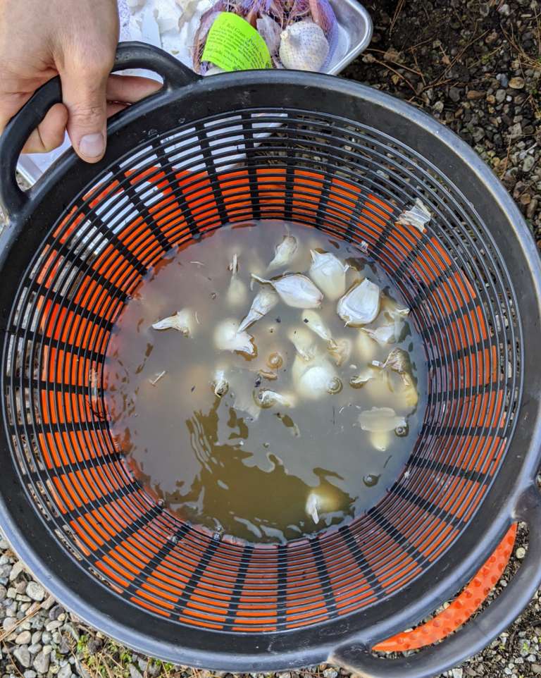 Garlic cloves soaking in a bucket. 
