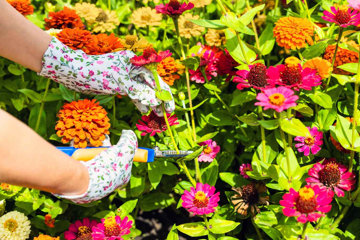 Hands wearing gloves using pruning shears to trim brightly colored flowers in a garden