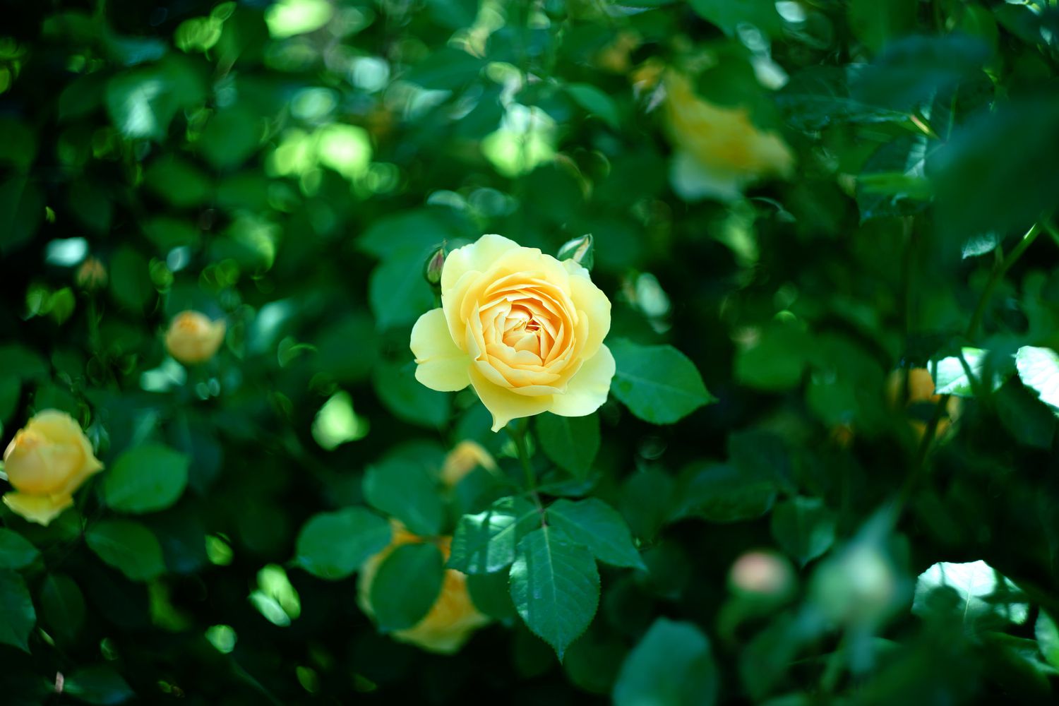 English Rose Graham Thomas