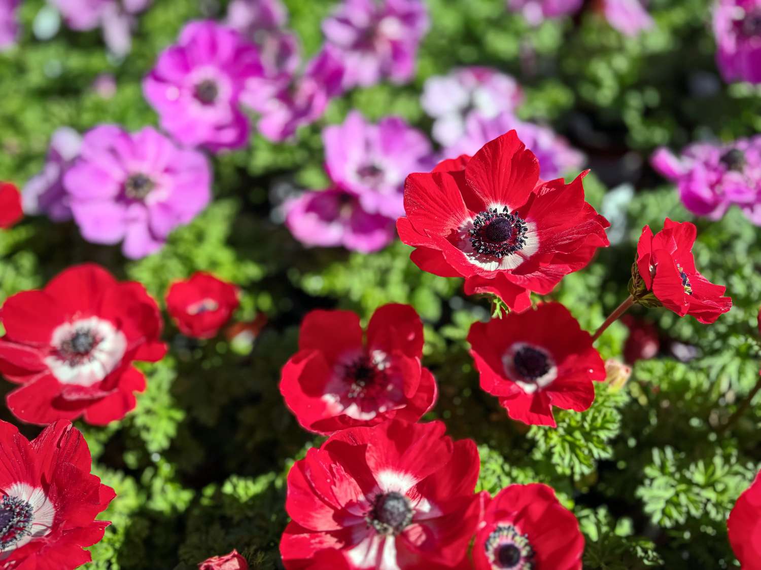Red Poppy Anemone flowers with selective focus