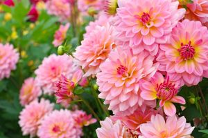 dahlias