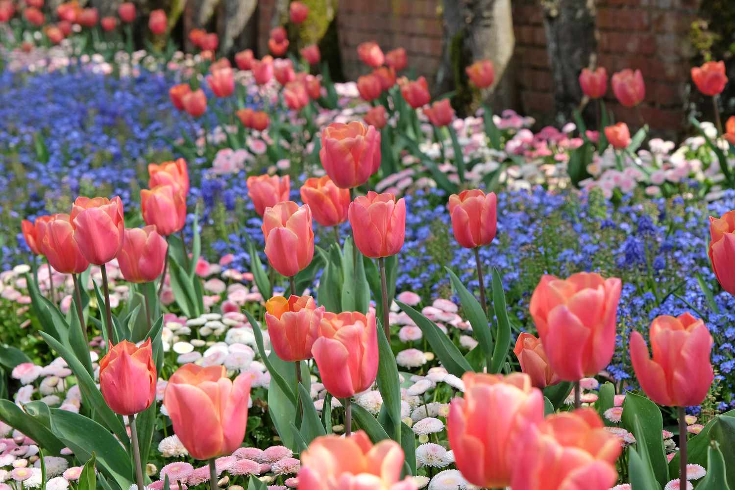 Apricot pink Fosteriana hybrid tulip, tulipa Poco Loco in flower, naturalised in a bed of forget me nots.