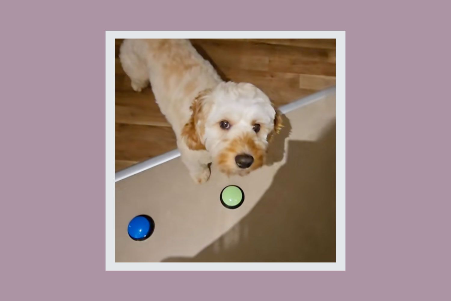 Dog with button toys