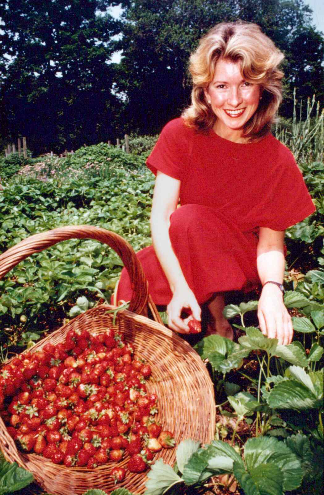 decorvow picking fresh strawberries