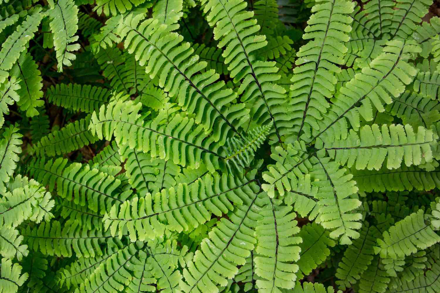 maidenhair fern