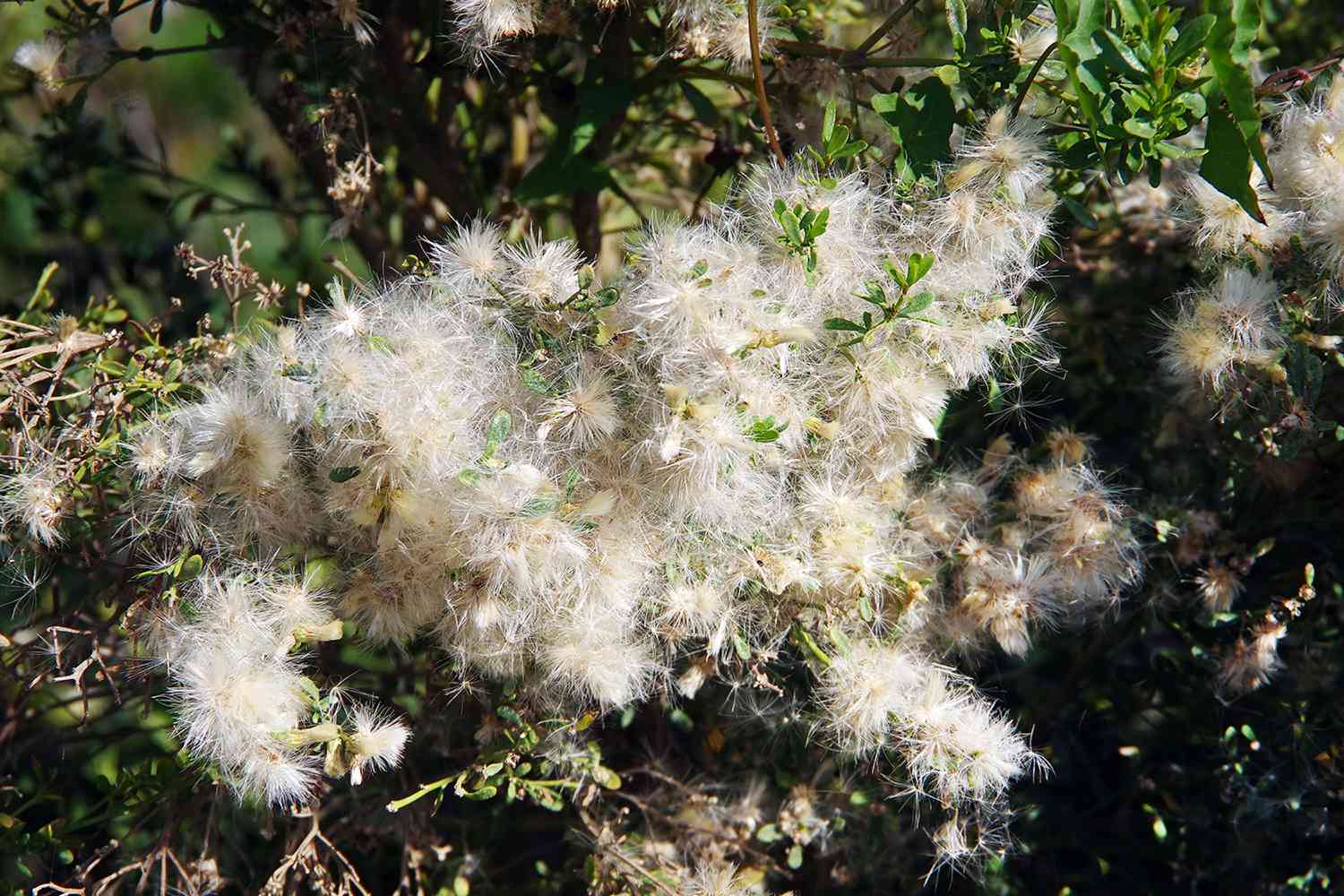 Salt bush tree