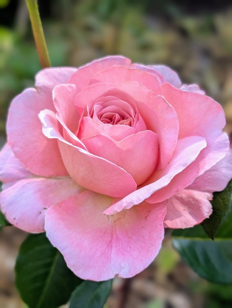 A closeup of a blooming rose in a garden setting petals unfurled