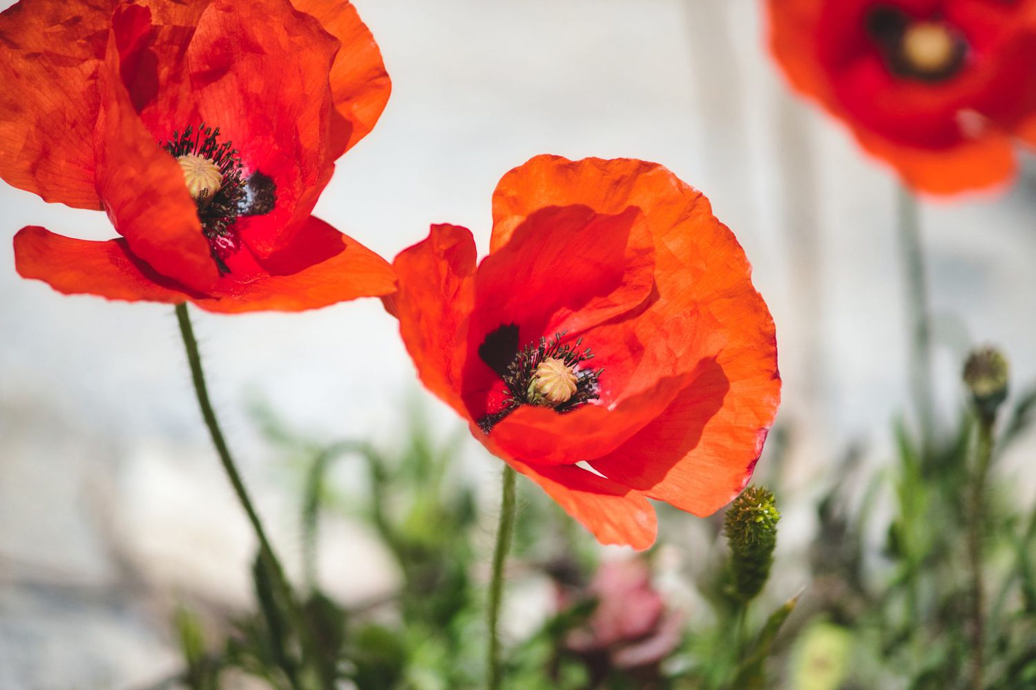 big red poppies in bloom in a flower garden