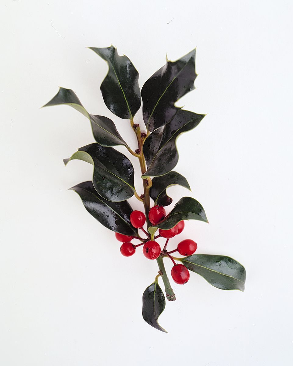 flower-glossary-holly-a98432-0415.jpg