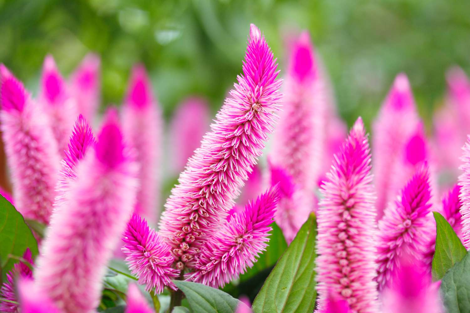 Pink Celosia growing in garden
