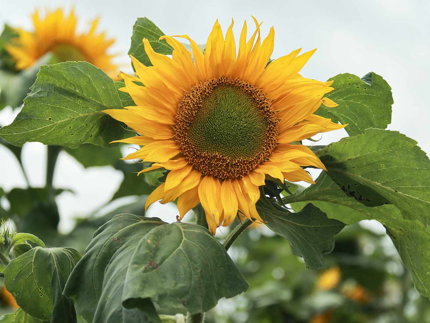 Sunflower in a field surrounded by its green leaves
