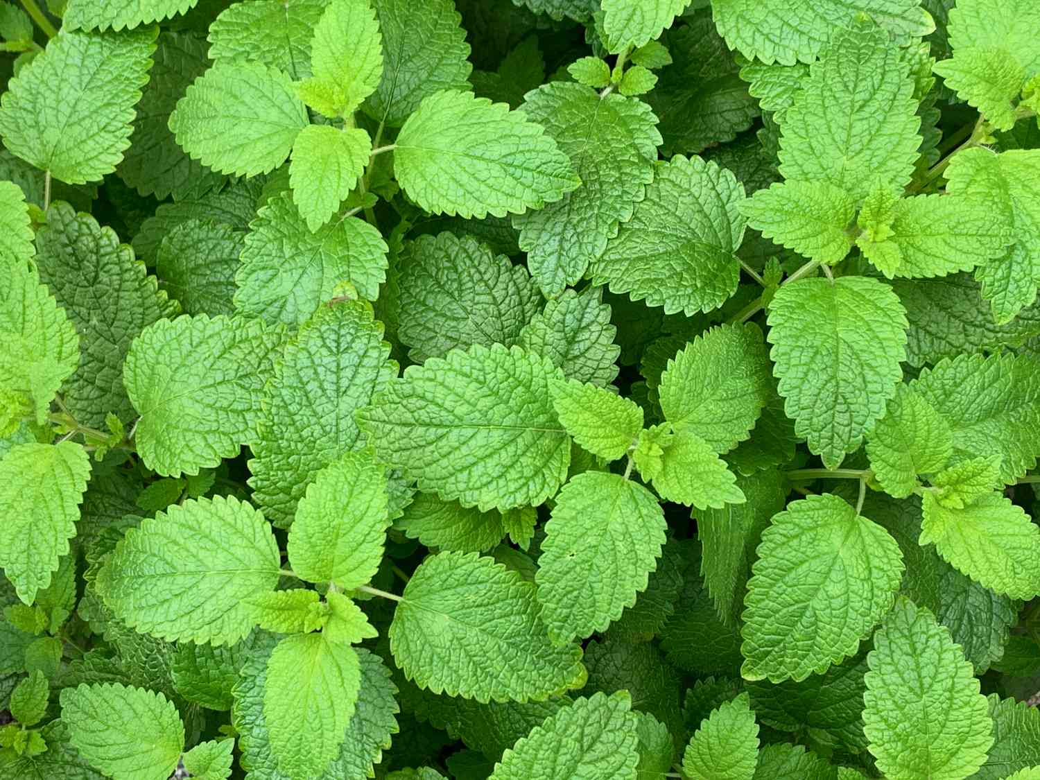 Lemon balm leaves