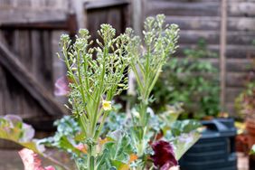 flowering broccoli plant