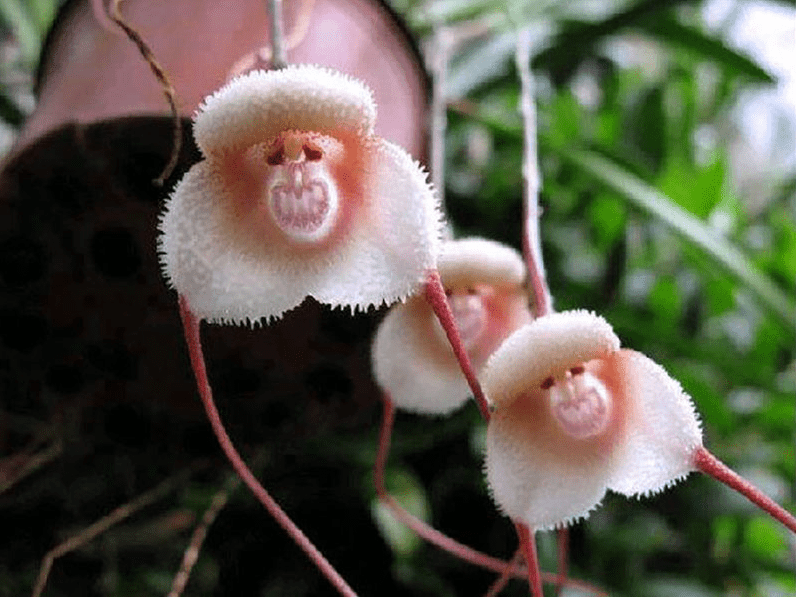 monkey face orchids
