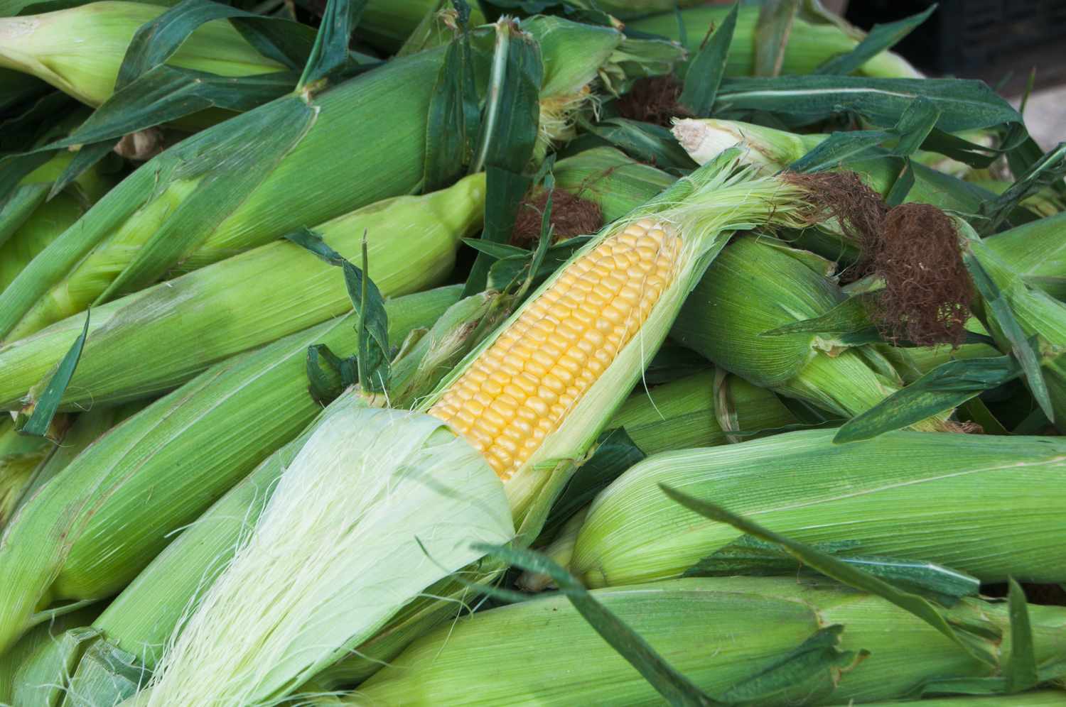 Several ears of corn one of which is partially husked to reveal the kernels