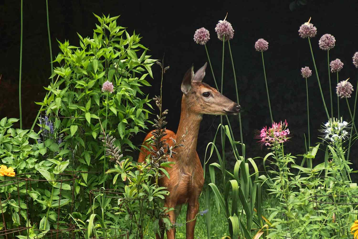 deer in backyard garden