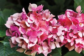 close up of two pink hydrangeas in a garden