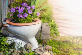 Purple flowers planted in a repurposed toilet used as a planting container situated outdoors in a garden