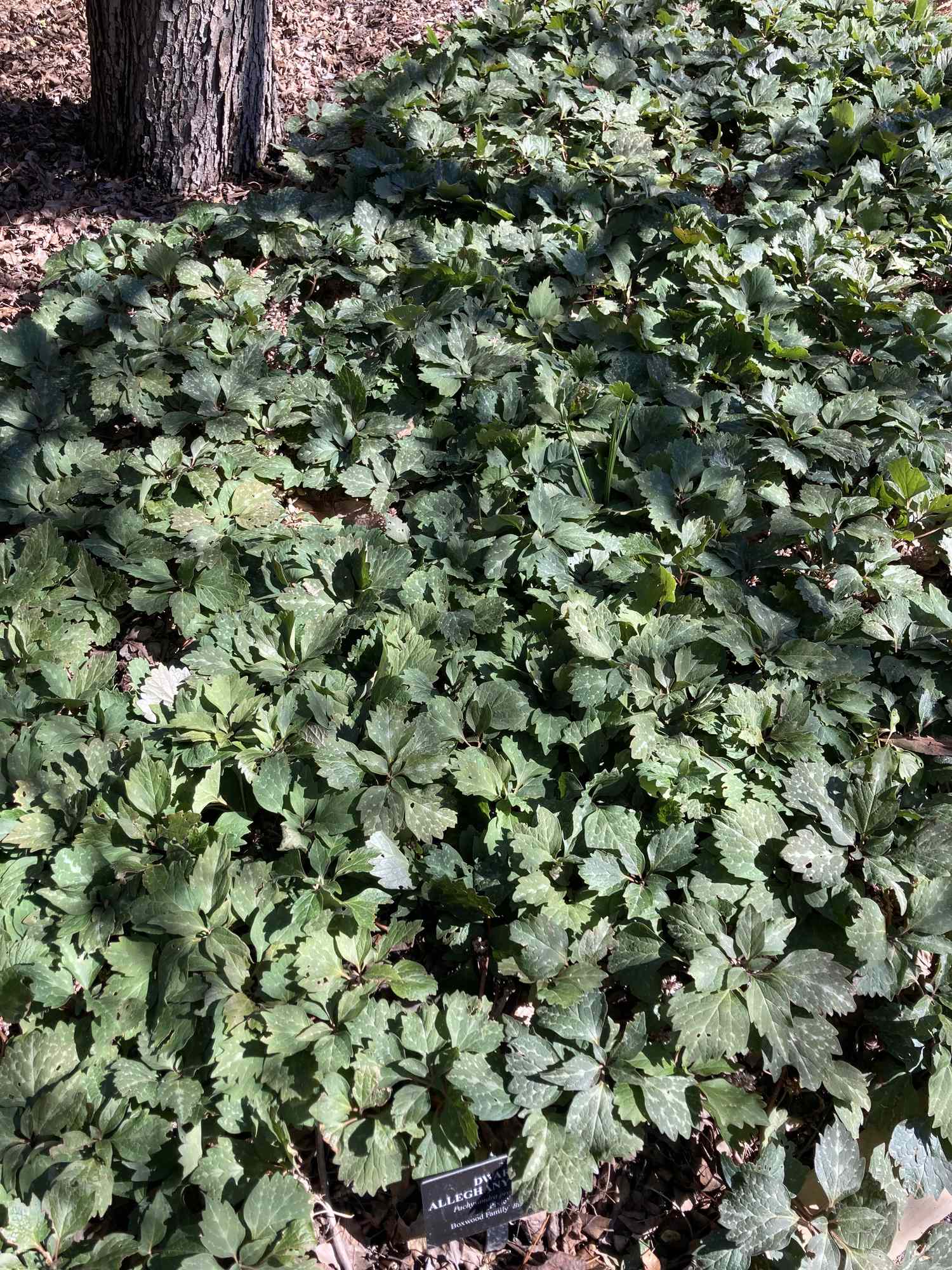 A dense patch of leafy green plants growing under a tree