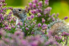 squirrel smelling flowers in garden