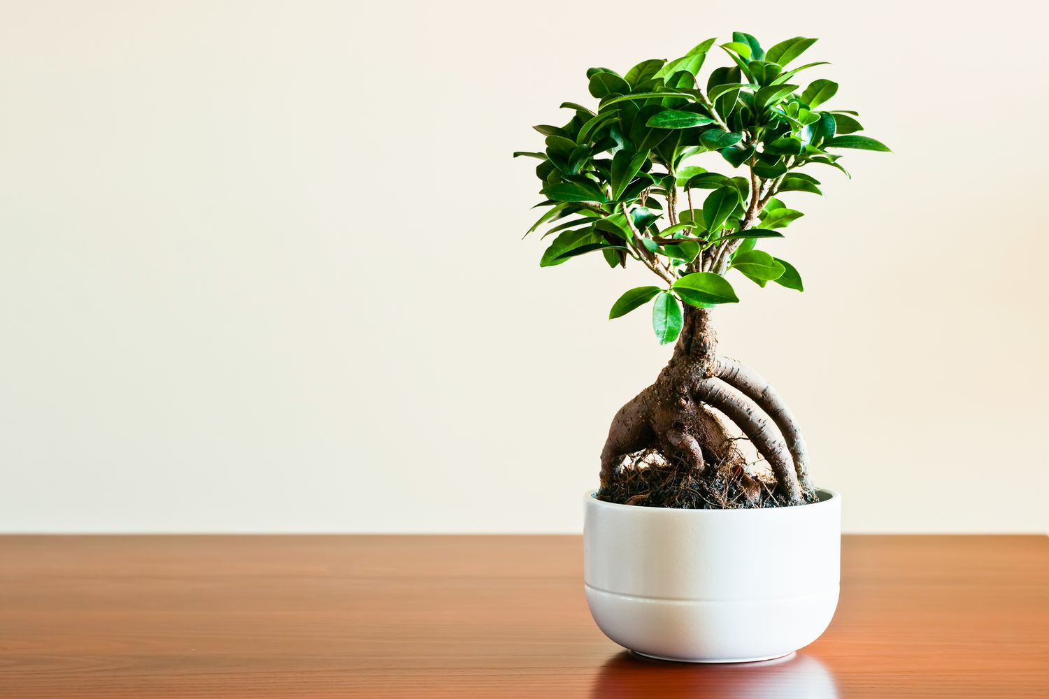 Ficus Bonsai