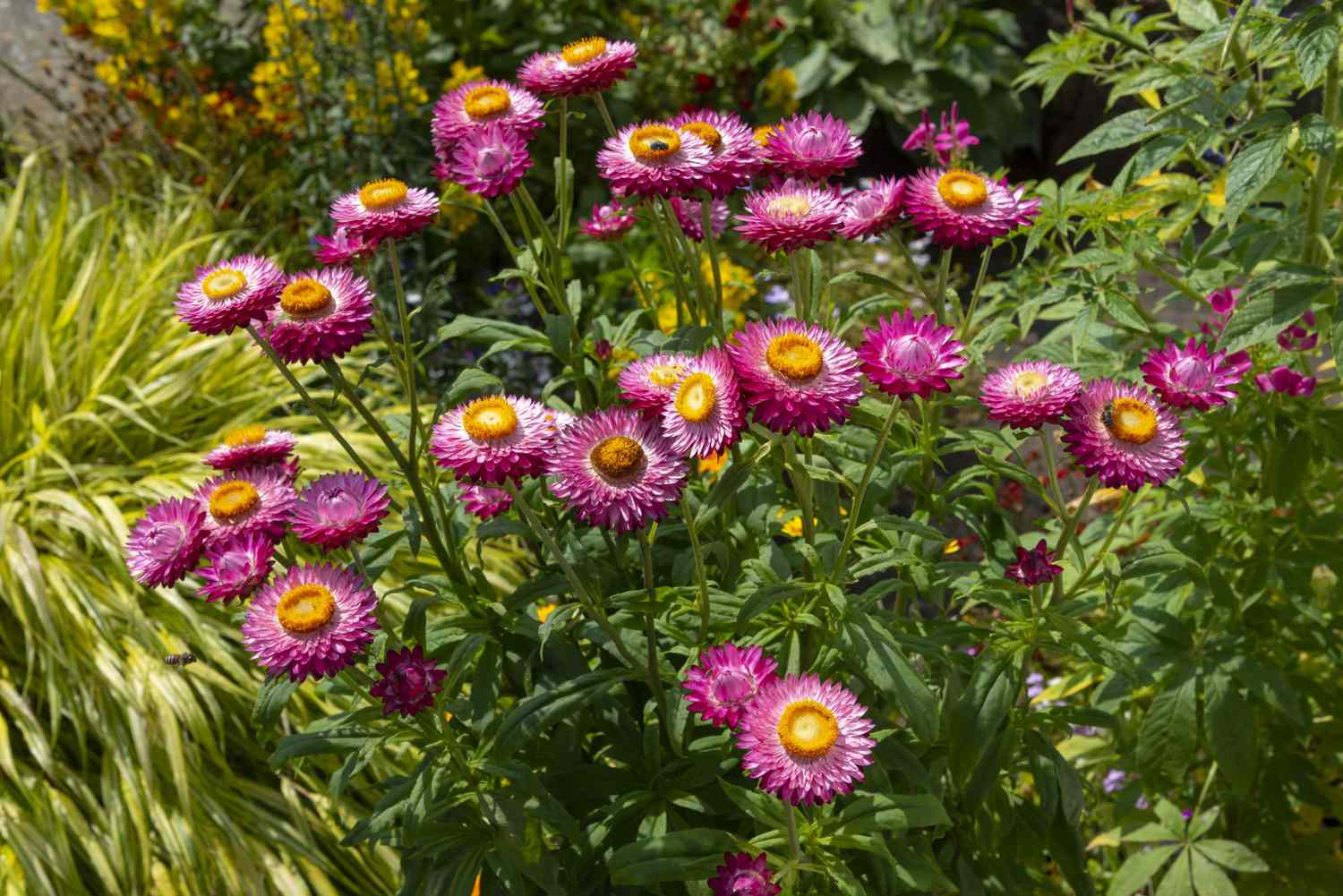 Pink Helichrysum in a summer garden