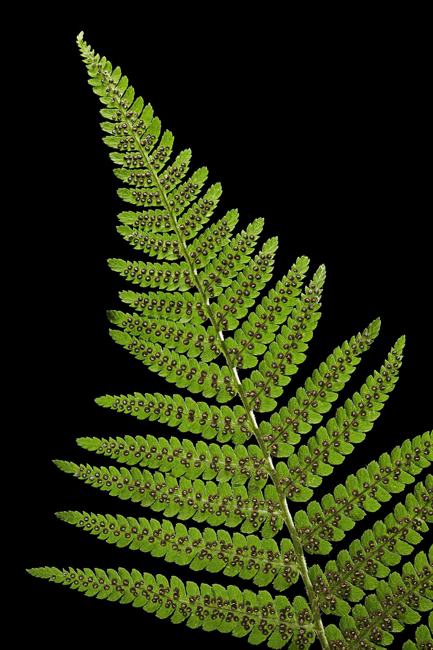 Dryopteris filix-mas (male fern, male woodfern, malefern) - sori (sporangia, spores) on a fertile leaf (frond)