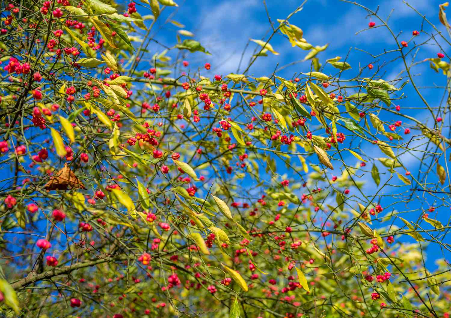 spindle tree, or euonymus tree, in bloom