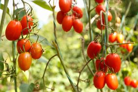 Ripe tomatoes growing on a vine in a garden setting