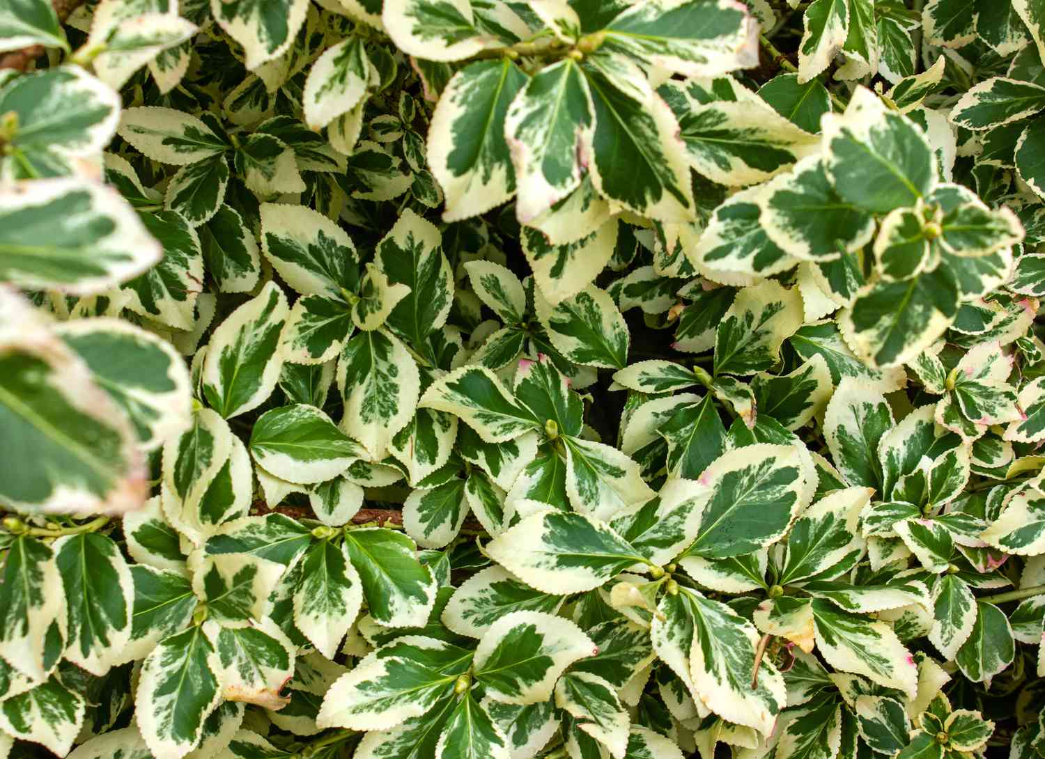 winter creeper ground cover