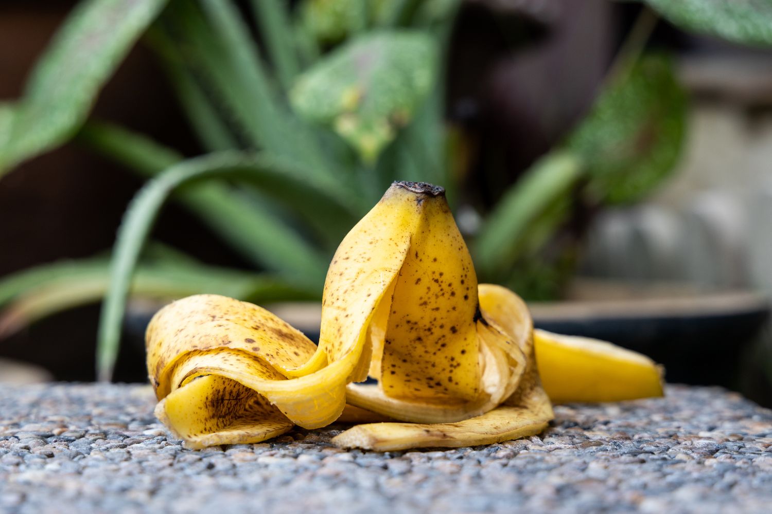 A banana peel on a textured surface with plants in the background