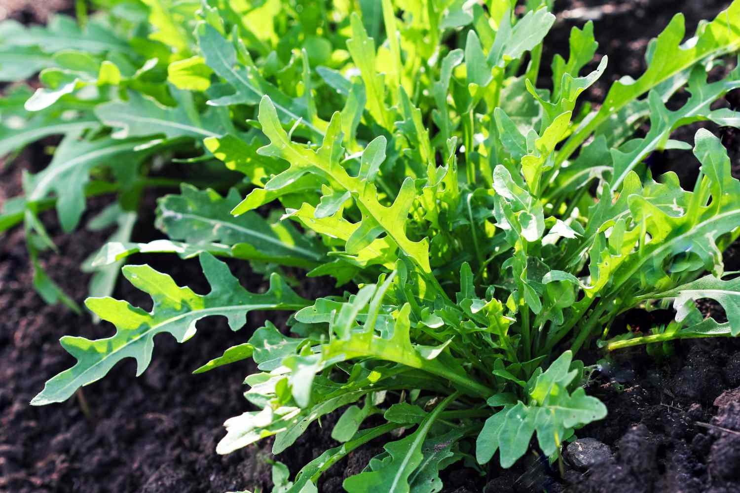 Arugula plant growing in organic vegetable garden.