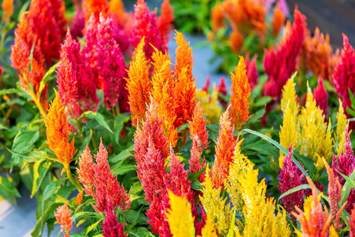 colorful celosia plants
