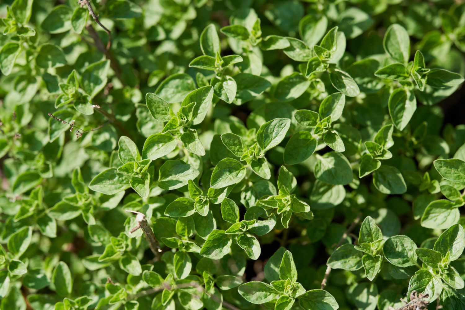 A closeup of oregano plants with abundant green foliage