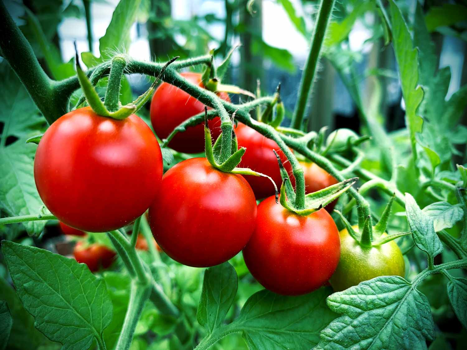 red tomatoes on the vine in garden