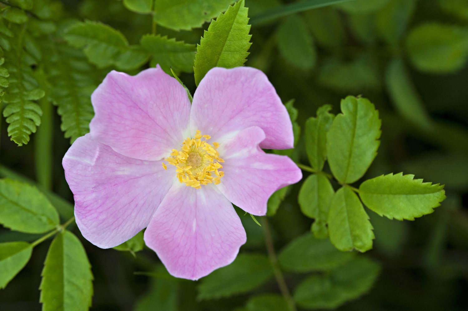 Pink carolina rose with yellow center