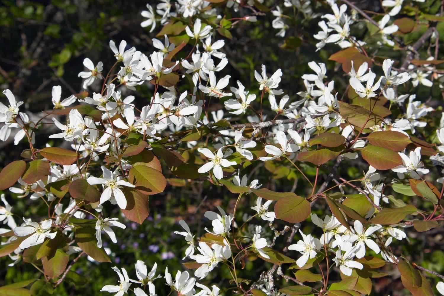 Allegheny Serviceberry