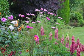 A garden with an arrangement of various flowers in bloom including lupines and cosmos with greenery in the background