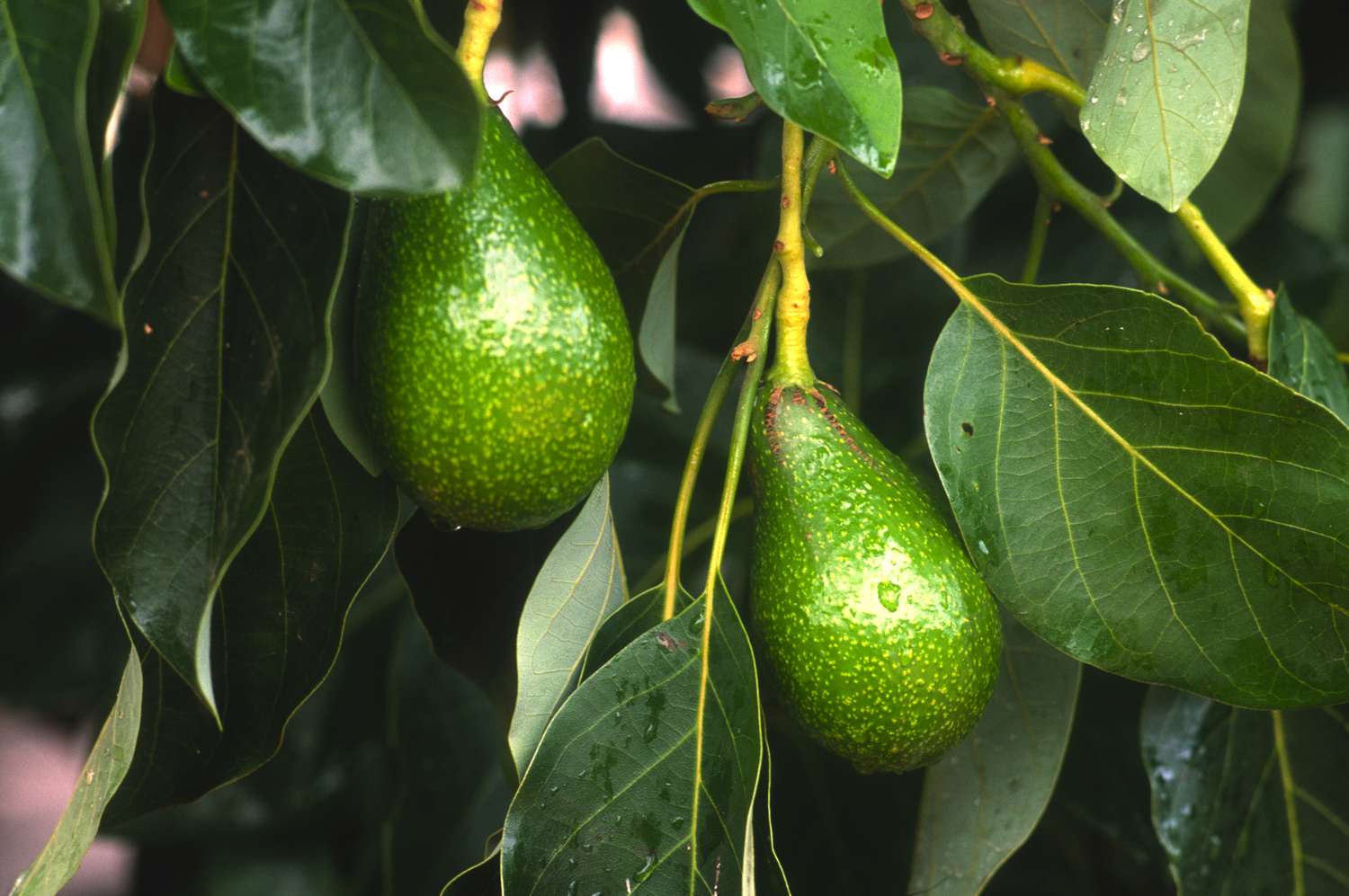 Two avocados hanging from a tree branch surrounded by leaves