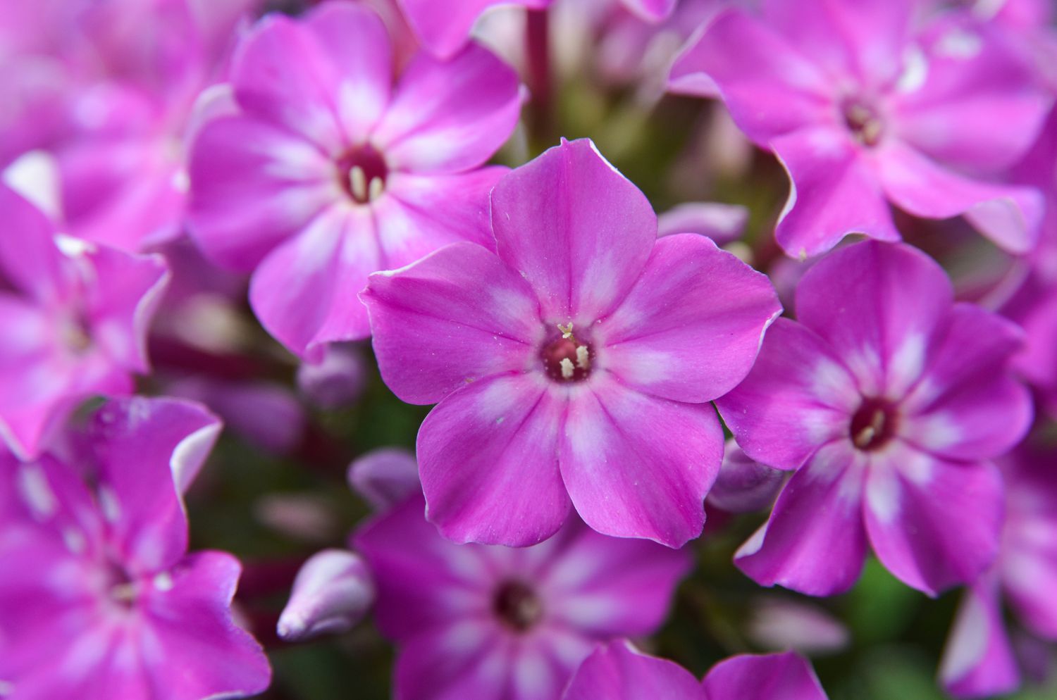 Phlox paniculata
