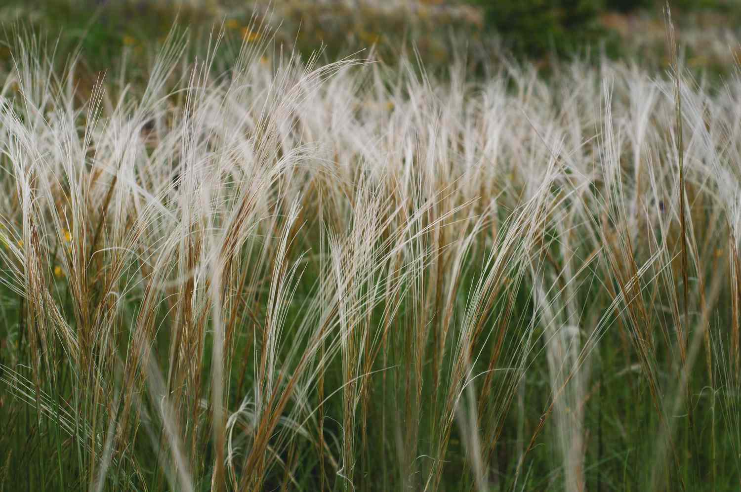 Feather grass