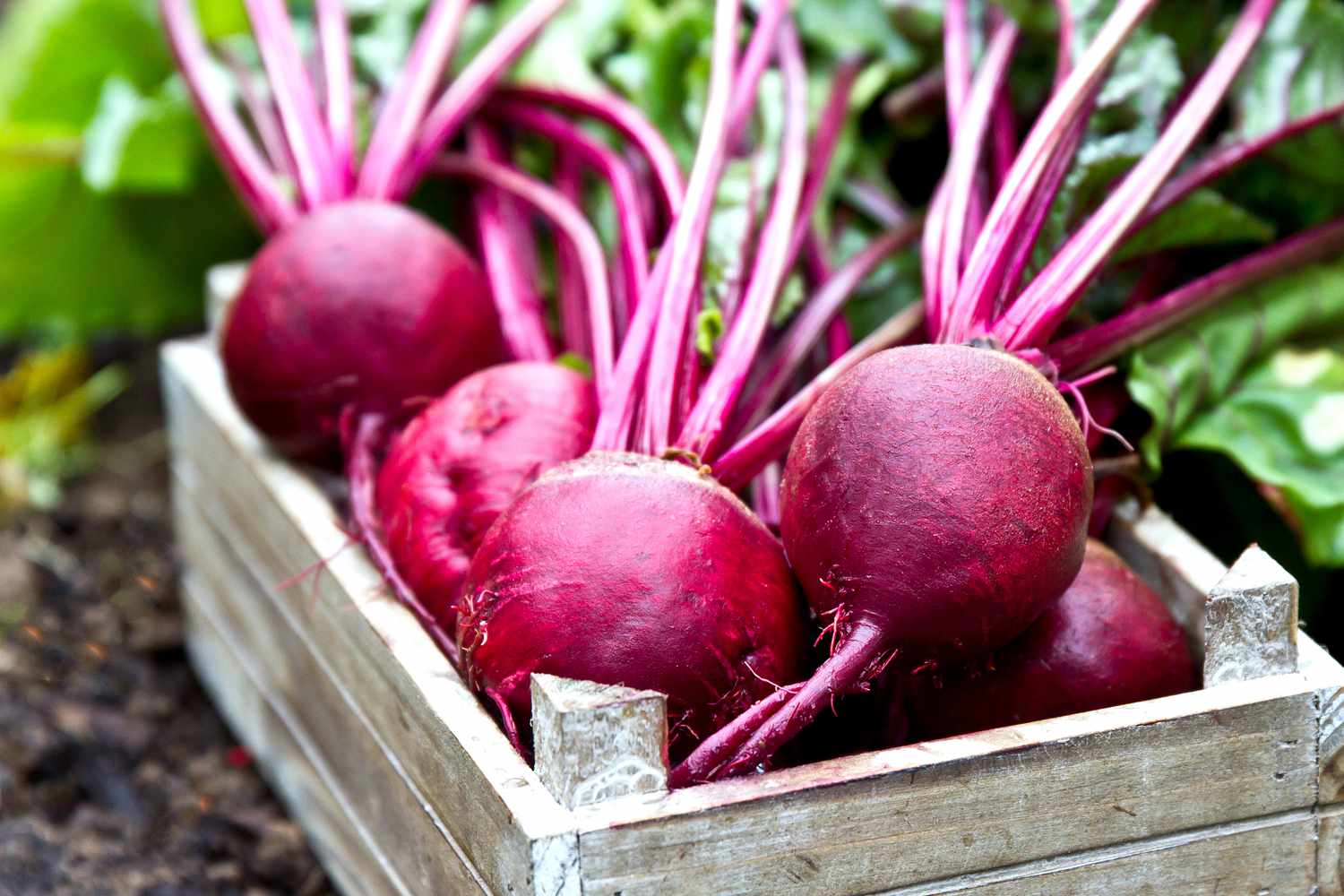 beets 
