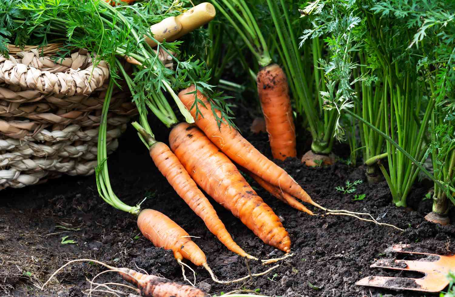Carrots growing in ground