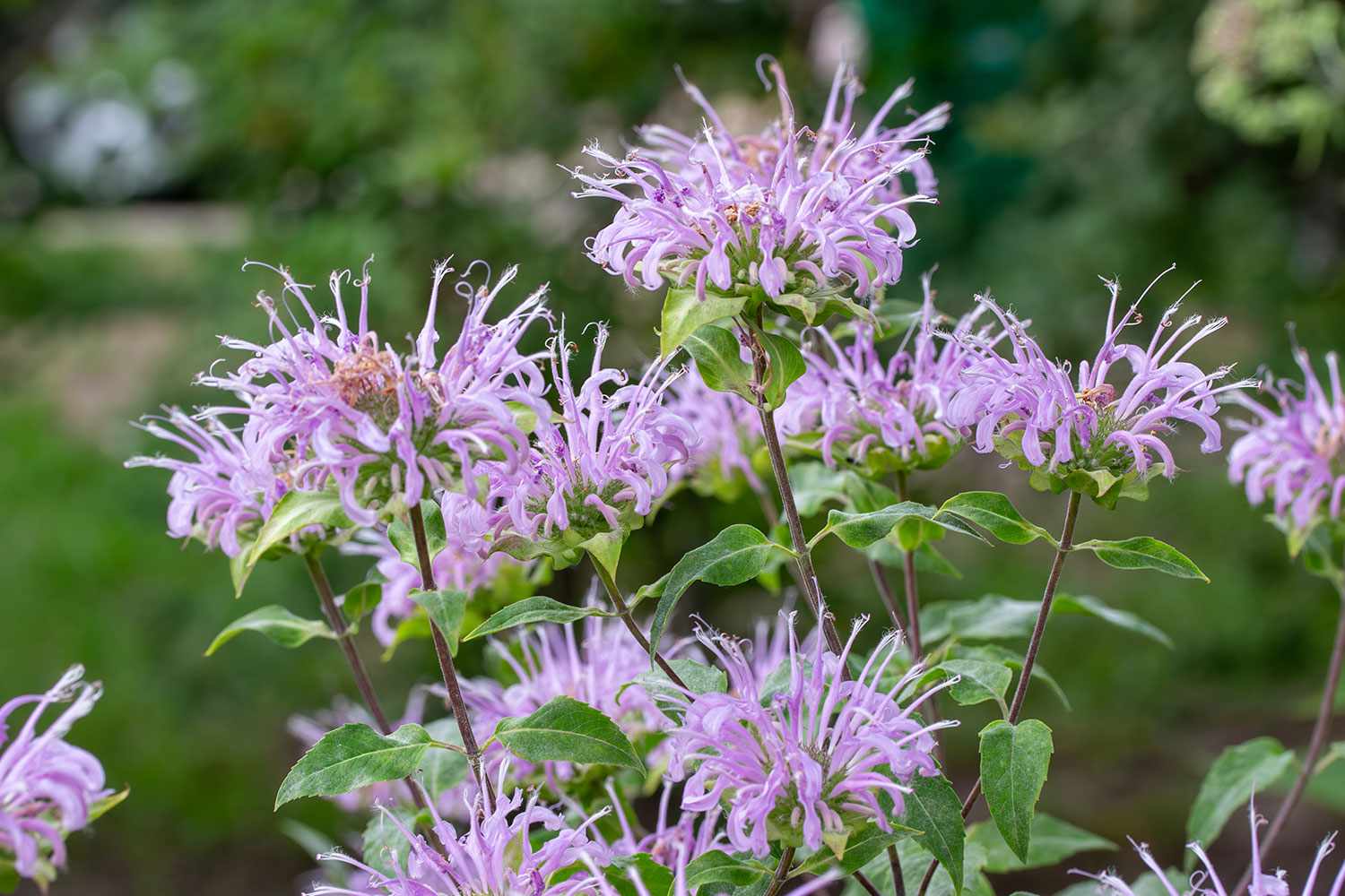 Wild Bergamot