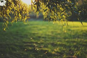 A serene grassy field at sunset with overhanging tree branches and small insects flying in the foreground