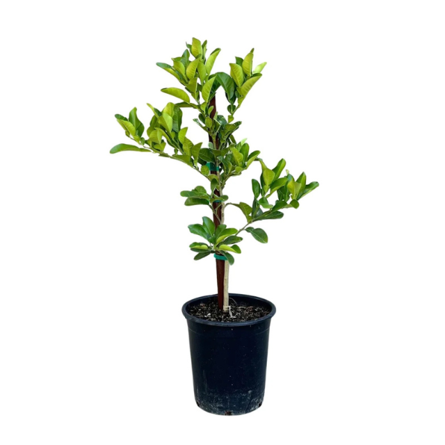 A small potted plant with green leaves